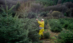 Dernières expéditions de sapins de Noël avant les fêtes, le 05 décembre 2011 à Planchez dans la Nièvre ( AFP / Jeff PACHOUD )