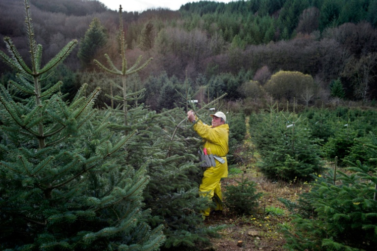 Dernières expéditions de sapins de Noël avant les fêtes, le 05 décembre 2011 à Planchez dans la Nièvre ( AFP / Jeff PACHOUD )