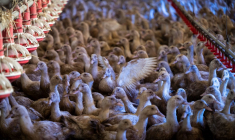 La France commence ce lundi à vacciner les canards des élevages de plus de 250 animaux contre la grippe aviaire.  ( AFP / LIONEL BONAVENTURE )