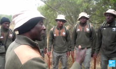 Technologie de pointe et écornage pour sauver les rhinocéros en Afrique du Sud