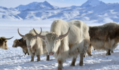 Un troupeau de yaks blancs dans un pâturage enneigé à 3 000 mètres d'altitude dans les montagnes reculées du Kirghizistan, le 2 février 2026 ( AFP / Vyacheslav OSELEDKO )