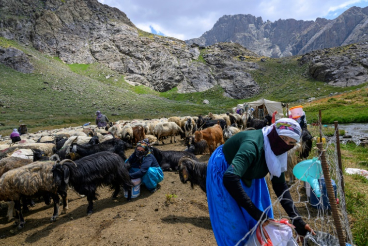Des femmes kurdes traient leurs moutons dans les montagnes de la province de Hakkari, au sud-est de la Turquie, le 12 juillet 2025 ( AFP / Yasin AKGUL )