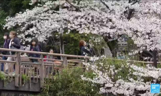 Japon : la saison des cerisiers en fleurs bat son plein à Tokyo