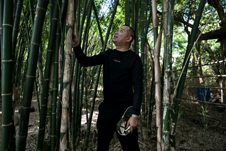 Khomchalat Thongting pose le 20 octobre 2025 à Prachin Buri, en Thaïlande ( AFP / Lillian SUWANRUMPHA )