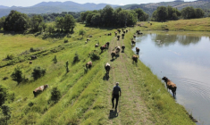 Emil Deliev, éleveur bulgare de 58 ans, traverse une prairie tandis que ses vaches paissent près du village de Sofiytsi, dans la commune de Dzhebel, au sud-est de la Bulgarie, le 9 juin 2026 ( AFP / Nikolay DOYCHINOV )