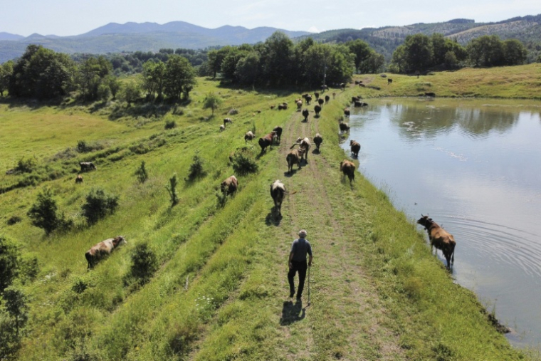 Emil Deliev, éleveur bulgare de 58 ans, traverse une prairie tandis que ses vaches paissent près du village de Sofiytsi, dans la commune de Dzhebel, au sud-est de la Bulgarie, le 9 juin 2026 ( AFP / Nikolay DOYCHINOV )