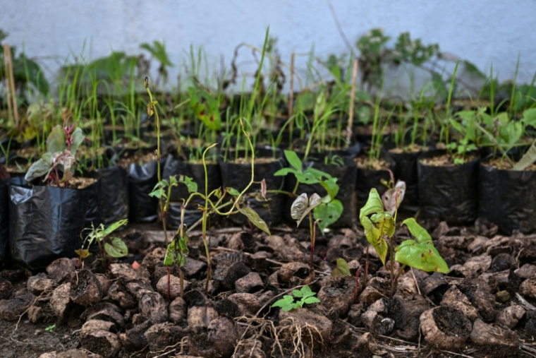 Des plants d'igname violette dans une ferme de Padre Garcia, dans la province de Batangas, le 25 septembre 2026 aux Philippines ( AFP / Jam STA ROSA )