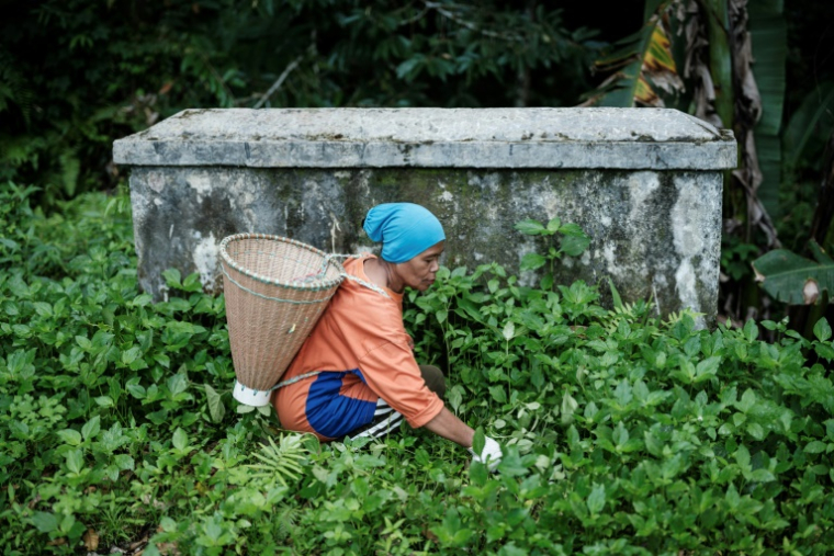 Lakina, qui possède 10 girofliers, utilise une machette pour défricher le terrain sur l'île de Ternate, le 11 avril 2025 en Indonésie ( AFP / Yasuyoshi CHIBA )