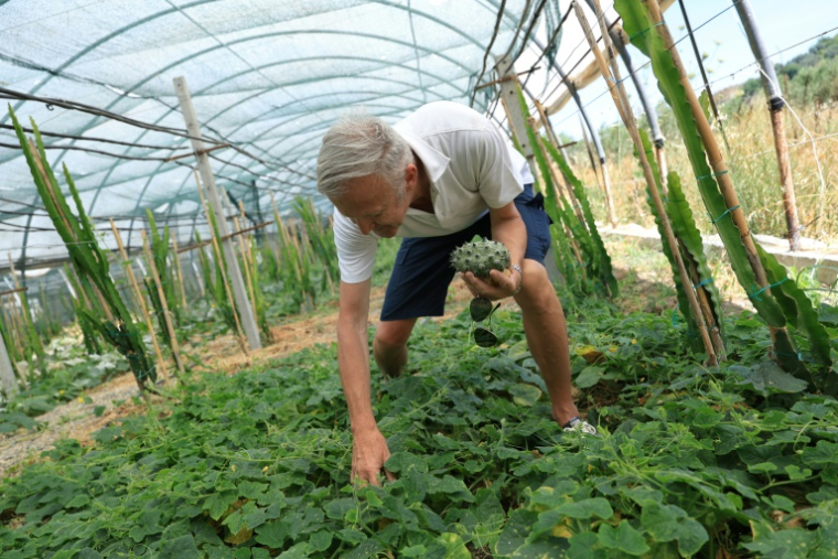 Le producteur agricole Vasil Nikolovski, observe du kiwano, appelé aussi melon à cornes, dans une serre à Divjake, le 1er juillet 2025 en Albanie ( AFP / Adnan Beci )
