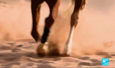 Sénégal : les courses hippiques, une passion qui attire les jeunes