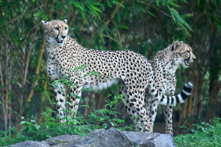 Des guépards dans un enclos au centre Vantara de sauvetage et de conservation de la faune, le 25 septembre 2026 à Jamnaga, en Inde ( AFP / Punit PARANJPE )