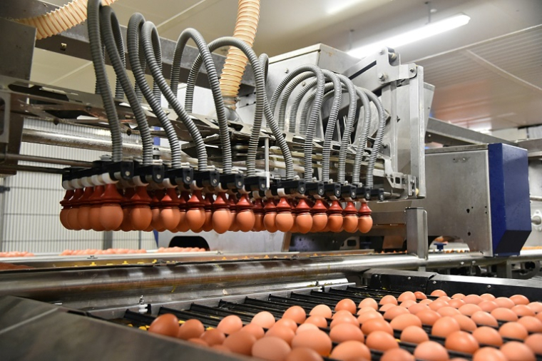 Une ligne d'emballage d'oeufs dans une usine Fermiers Loué à La Bazoge, dans le nord-ouest de la France, le 30 mars 2018 ( AFP / JEAN-FRANCOIS MONIER )