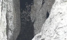 Du karst cambodgien jaillissent de nouvelles espèces animales