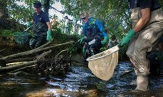 Mathieu Le Bouter (C), technicien de la fédération de pêche du Finistère, et des bénévoles attrapent des poissons afin de les sauver de la rivière Odet, affectée par un très faible niveau d'eau, à Coray, le 12 août 2026 ( AFP / Fred TANNEAU )