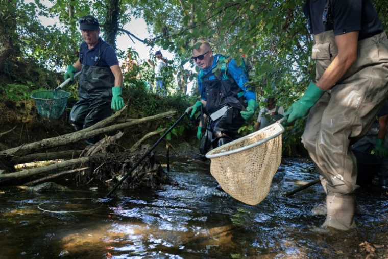 Mathieu Le Bouter (c), technicien de la fédération de pêche du Finistère, et des bénévoles attrapent des poissons pour les sortir de la rivière Odet, affectée par un très faible niveau d'eau, à Coray, le 12 août 2026 dans le Finistère ( AFP / Fred TANNEAU )