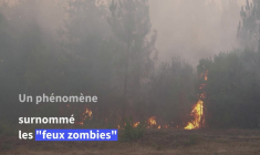 Mégafeu en Gironde: en sous-sol, un "feu zombie" qui risque de couver plusieurs mois