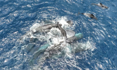 Photo prise le 8 juillet 2023 au large de l'île antillaise de la Dominique et diffusée par le projet CETI, montrant une femelle cachalot tenant un baleineau nouveau-né hors de l'eau jusqu'à ce qu'il soit capable de nager seul ( Project CETI / - )