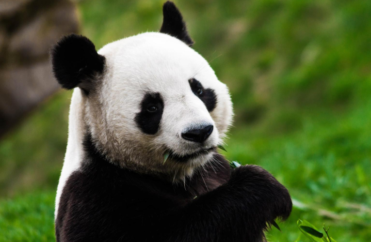 Vivez l’expérience d’un safari sans quitter la France. crédit photo : Getty Images