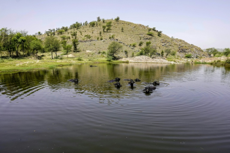 Des buffles dans une pièce d'eau proche d'une carrière de pierre, le 19 mai 2026 à Neem ka Thana, danz l'Etat indien du Rajasthan  ( AFP / STR )