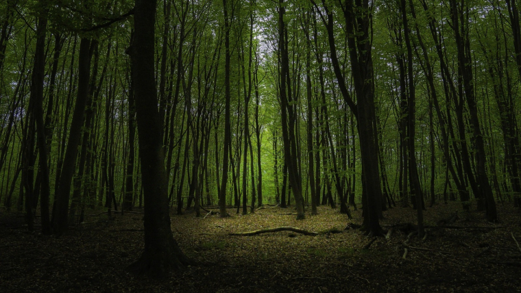 Un action en justice a été lancée par des propriétaires de cottages du Center Parcs de l'Ailette. (tony knight / PIXABAY)