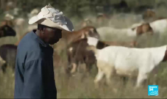 Namibie : le chien de berger, un allié inattendu dans la protection des guépards
