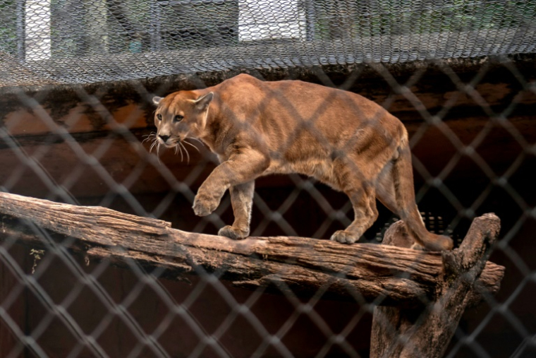 Un puma dans un enclos de l'association Mata Ciliar, une organisation pour la conservation de la biodiversité, à Jundiai, dans l'État de Sao Paulo, au Brésil, le 28 mai 2025 ( AFP / Carlos FABAL )