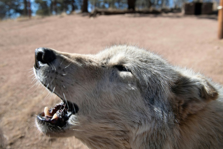 Concrètement, cette évolution législative dans l'Union européenne va faciliter les tirs et l'abattage de loups dans les régions rurales et montagneuses où la proximité de l'animal avec bétail et chiens de troupeau est jugée trop menaçante ( AFP / Jason Connolly )