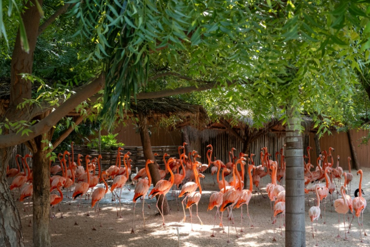 Des flamants roses dans un enclos au au centre Vantara de sauvetage et de conservation de la faune, le 25 septembre 2026 à Jamnaga, en Inde ( AFP / Punit PARANJPE )