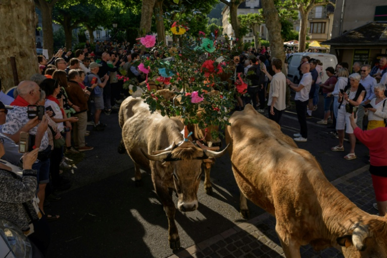 Un troupeau lors d'une fête de la transhumance Saint-Geniez-d'Olt, dans l'Aveyron, le 23 mai 2026 ( AFP / Ed JONES )