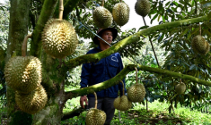 Un homme se tient près d'un arbre produisant des durians, le 15 août 2026 dans la province vietnamienne de Dak Lak  ( AFP / Nhac NGUYEN )