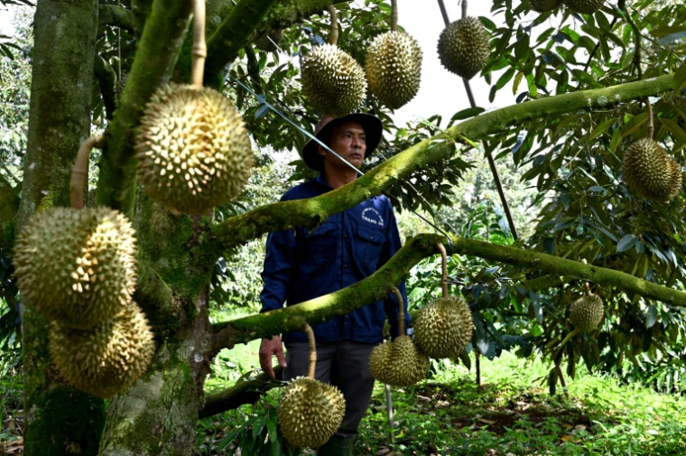 Un homme se tient près d'un arbre produisant des durians, le 15 août 2026 dans la province vietnamienne de Dak Lak  ( AFP / Nhac NGUYEN )