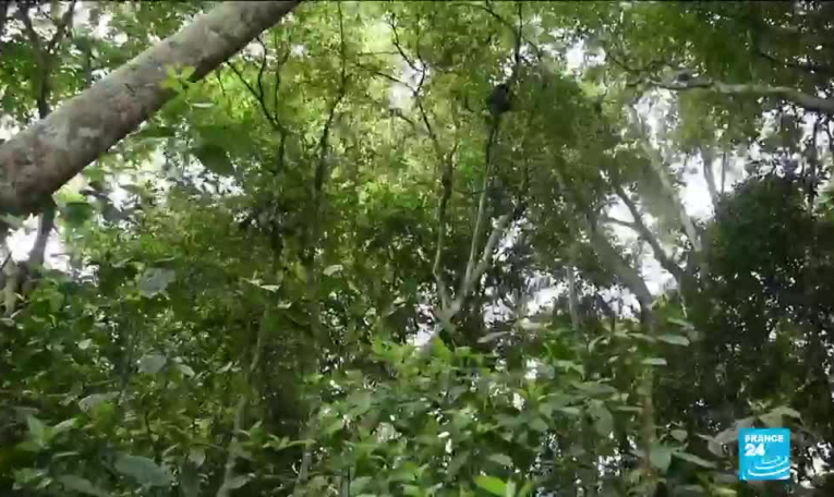Congo-Brazzaville : protéger le gorille des plaines de l'Ouest, espèce très menacée
