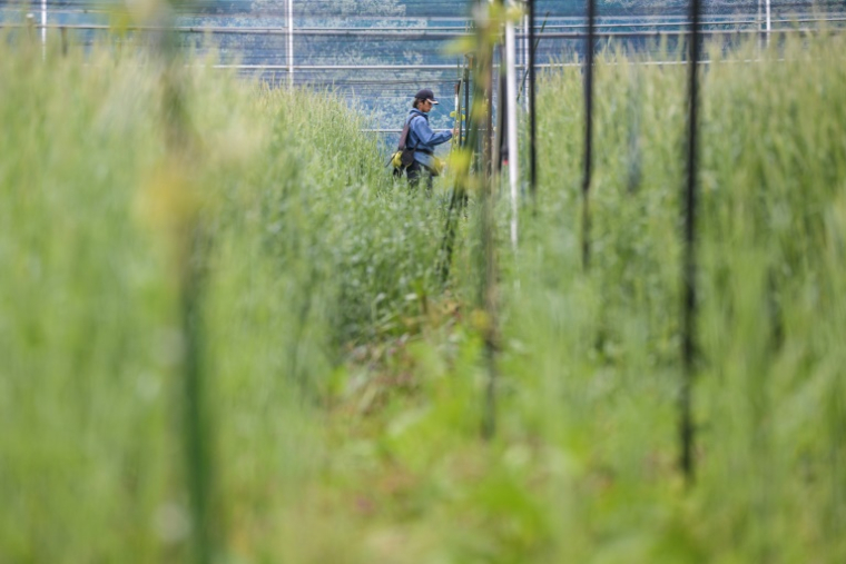 Un employé vérifie les plants de kiwis dans le champ de l'entreprise ReFruits, à quelques kilomètres de la centrale nucléaire sinistrée de Fukushima, le 24 avril 2025 à Okuma, au Japon ( AFP / Richard A. Brooks )
