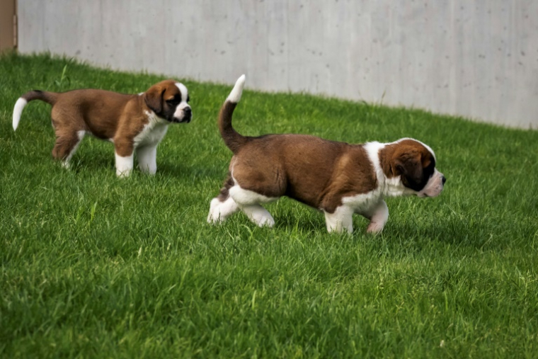 Deux chiots Saint-Bernard présentés au musée et parc Barryland à Martigny, dans les Alpes suisses, le 26 juin 2025 ( AFP / Fabrice COFFRINI )