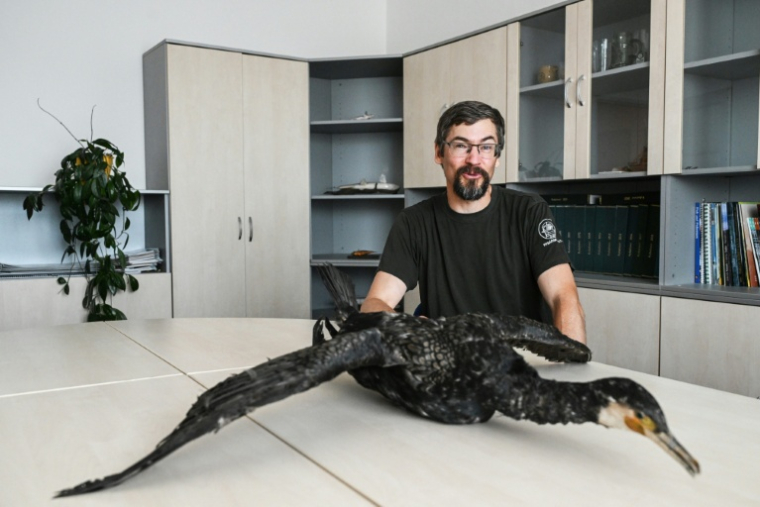 Pavel Vrana, ichtyologue à l'Union des pêcheurs tchèques, pose à côté d'un cormoran empaillé, le 13 juillet 2026 à Prague ( AFP / Michal Cizek )