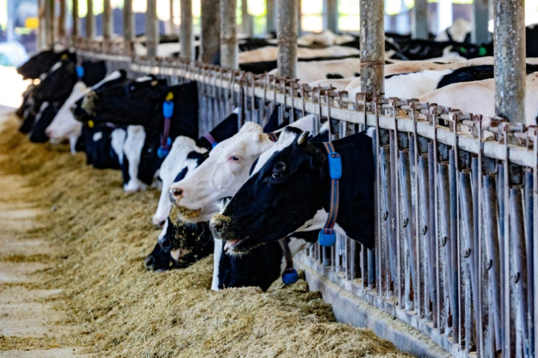 Des vaches se nourrissent dans leur enclos à la ferme laitière Kurlender de Bet Hillel, près de la frontière libanaise dans le nord d'Israël, le 17 mars 2026 ( AFP / Odd ANDERSEN )