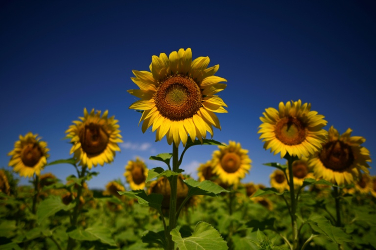 Les plantes aussi ont leur sensibilité, bien différente de celle des humains, une spécificité qui attire les chercheurs ces dernières années ( AFP / Luis ROBAYO )
