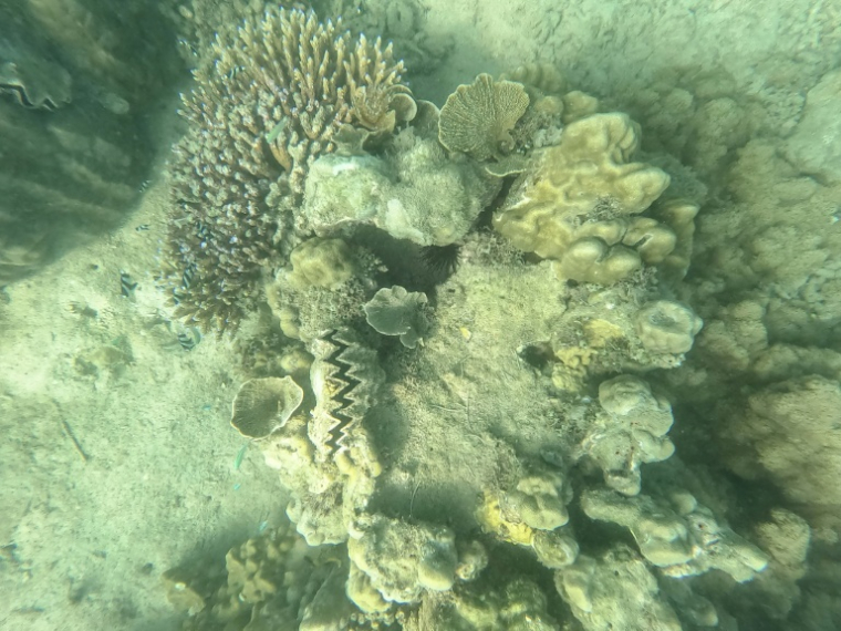 Photographie sous-marine de coraux préservés par des habitants de l'île de Wasini (Kenya), une destination d’écotourisme de renommée mondiale, le 14 juin 2026 ( AFP / Tony KARUMBA )