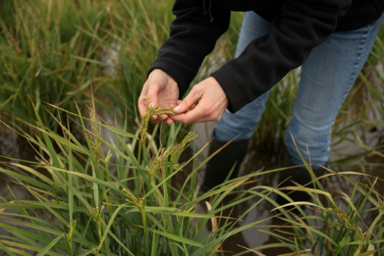 Nadine Mitschunas, chercheuse au centre britannique d'écologie et d'hydrologie (UKCEH) inspecte du riz qui pousse sur les terres fertiles des Fens, dans l'est de l'Angleterre, le 14 octobre 2025 ( AFP / Oli SCARFF )