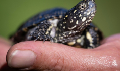 Une cistude d'Europe élevée en captivité s'apprête à être relâchée aux abords du Rhin, le 8 octobre 2025 à Neuburg am Rhein, dans l'Ouest de l'Allemagne  ( AFP / SEBASTIEN BOZON )