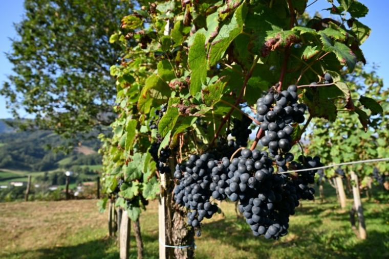 Des vignes à Saint-Etienne-de-Baïgorry, dans les Pyrénnées-Atlantiques, le 19 septembre 2025 ( AFP / Gaizka IROZ )
