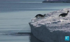 Mortalité "catastrophique" des manchots : une étude alerte sur la disparition de l'espèce en Antarctique