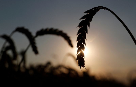 UKRAINE: LA SUPERFICIE CÉRÉALIÈRE POUR LE PRINTEMPS 2022 POURRAIT SE RÉDUIRE DE 39%, SELON APK-INFORM