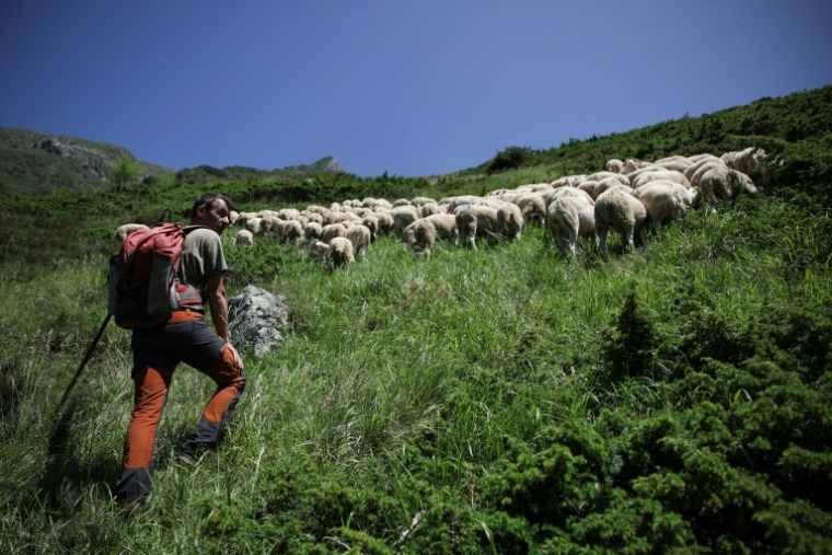 Transhumance à Gèdre, dans les Hautes-Pyrénées, le 18 juin 2025 ( AFP / Valentine CHAPUIS )