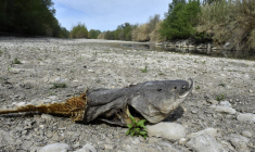 ( AFP / RAYMOND ROIG )